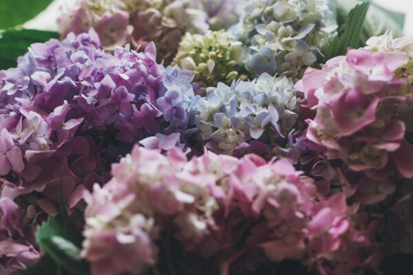 Beautiful hydrangea flowers in sunlight