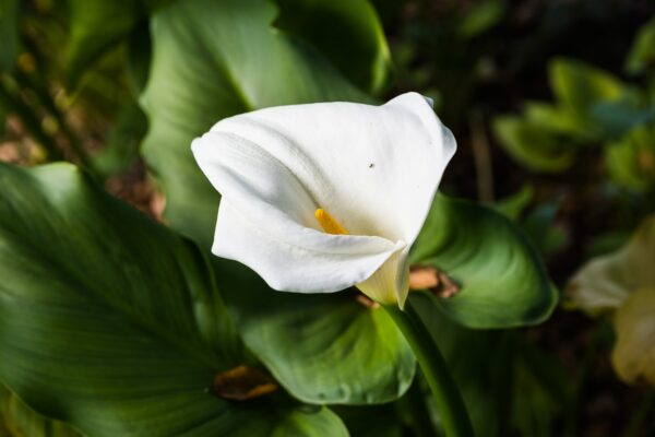 Close up of Flowering Calla lily (Zantedeschia aethiopica), California