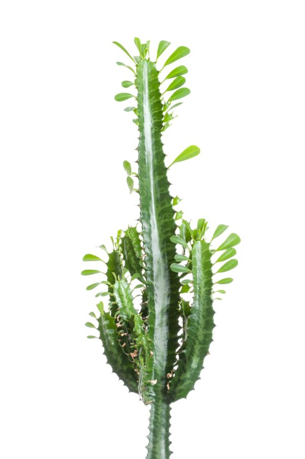 Euphorbia Trigona. Isolated on white background.