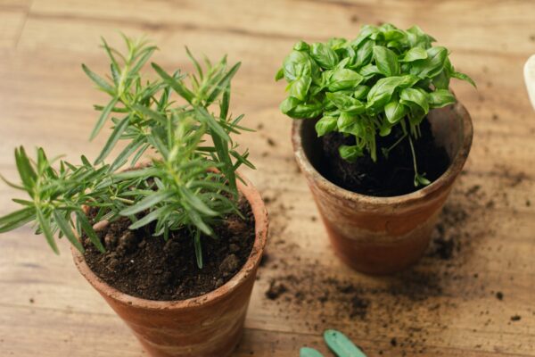 Fresh green basil plant and rosemary plant in new pots on background of tools, soil on wooden floor