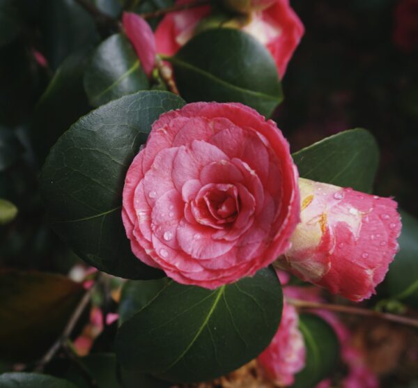 Japanese Camellia flower