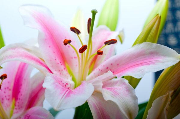 pink lily flower bouquet