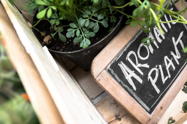 Small blackboard with "Aromatic Plant" inscription