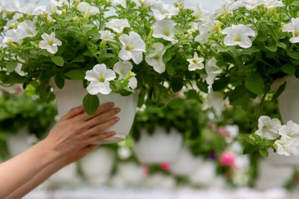 Gardener work in modern smart greenhouse, growing and caring for plants and flowers for business