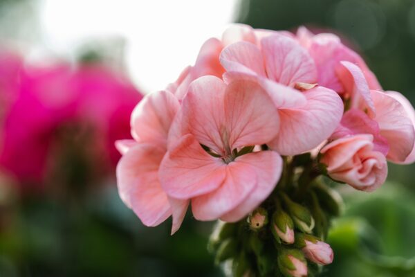 Pink pelargonium zonale flower on a natural green background.