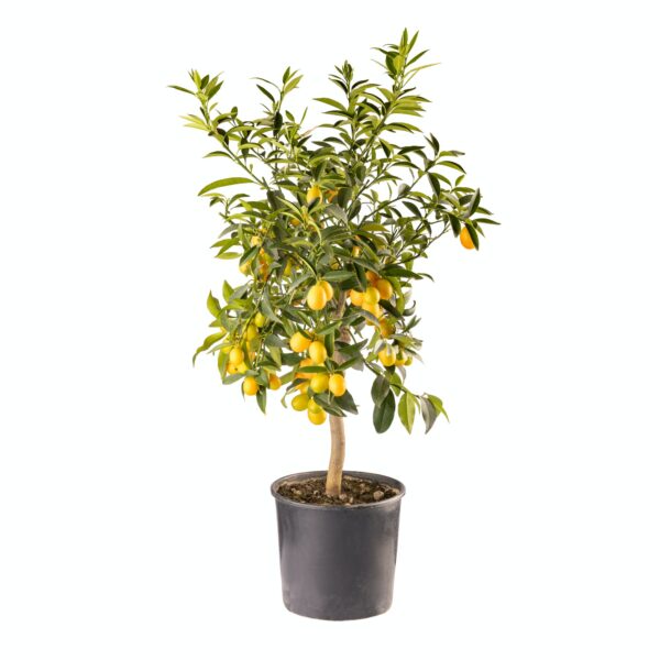 Kumquat or Citrus japonica plant