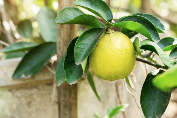 Yellow lemons on planted