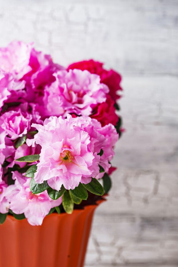 Azalea flower on light background