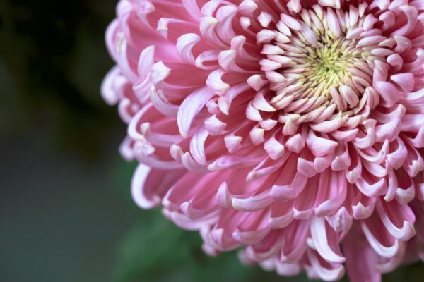 pink chrysanthemum flower