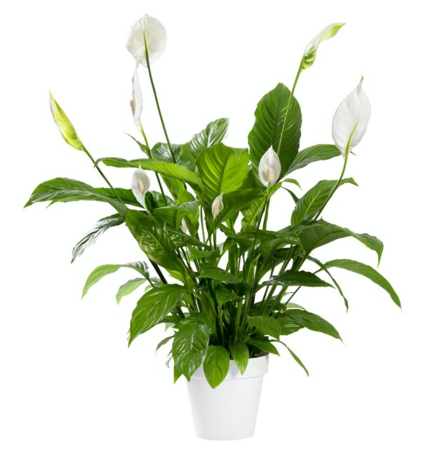 Potted Spathiphyllum plant with white flowers