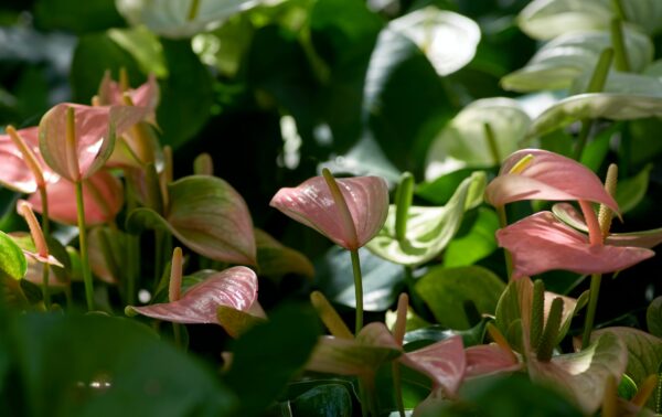 The anthuriums in the tropical garden.