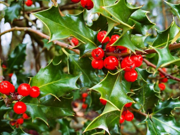 Close up of Christmas holly