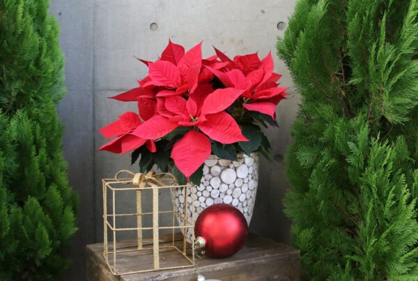 Poinsettias: Christmas Flower in a vase