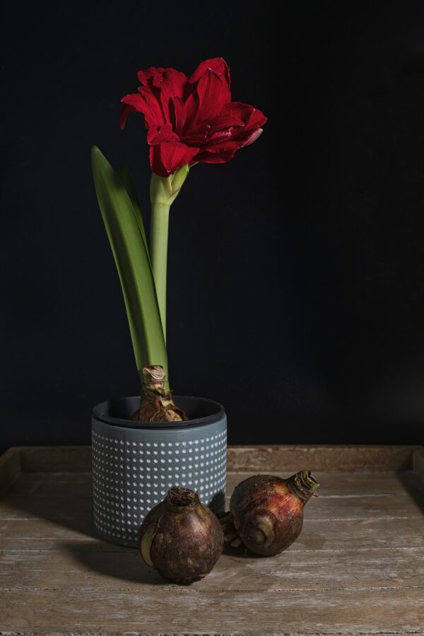 with red amaryllis in a flowerpot with two bulbs in the foreground