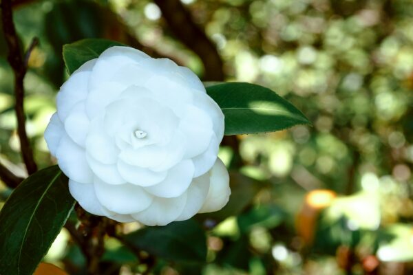 A white camellia flower grows on a tree.