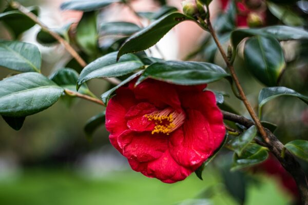 Blossom of Camelia plant in the park