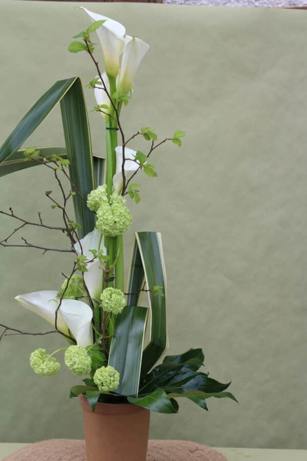 Arum blanc