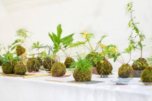 Kokedama balls with a few plants on a white table