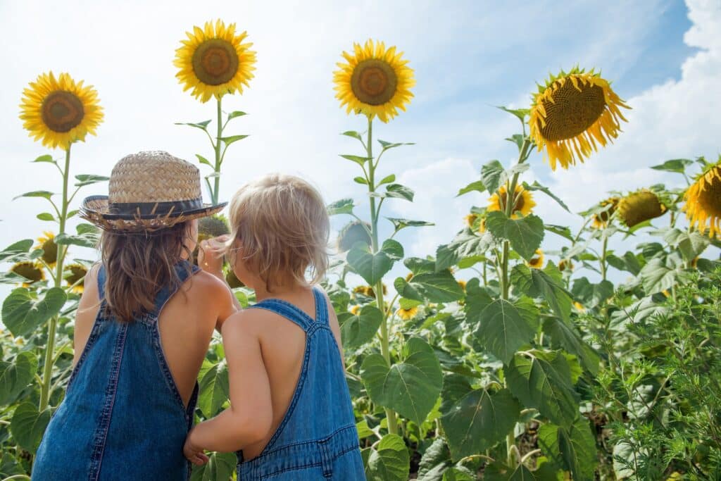 Two children are exploring flower sunflower outdoors