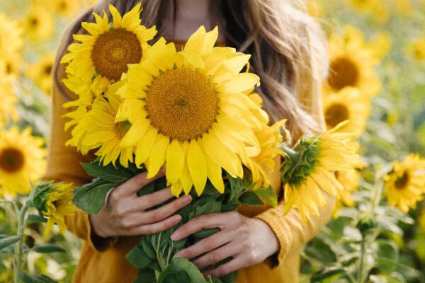 Young woman holds in her hands a yellow bouquet of sunflowers among a field of sunflowers. Fall and