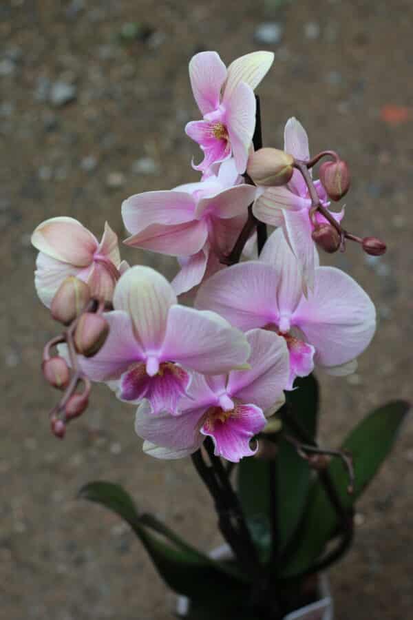 Orchidée rose – Image 2