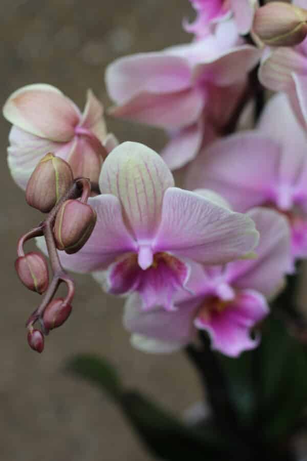Orchidée rose
