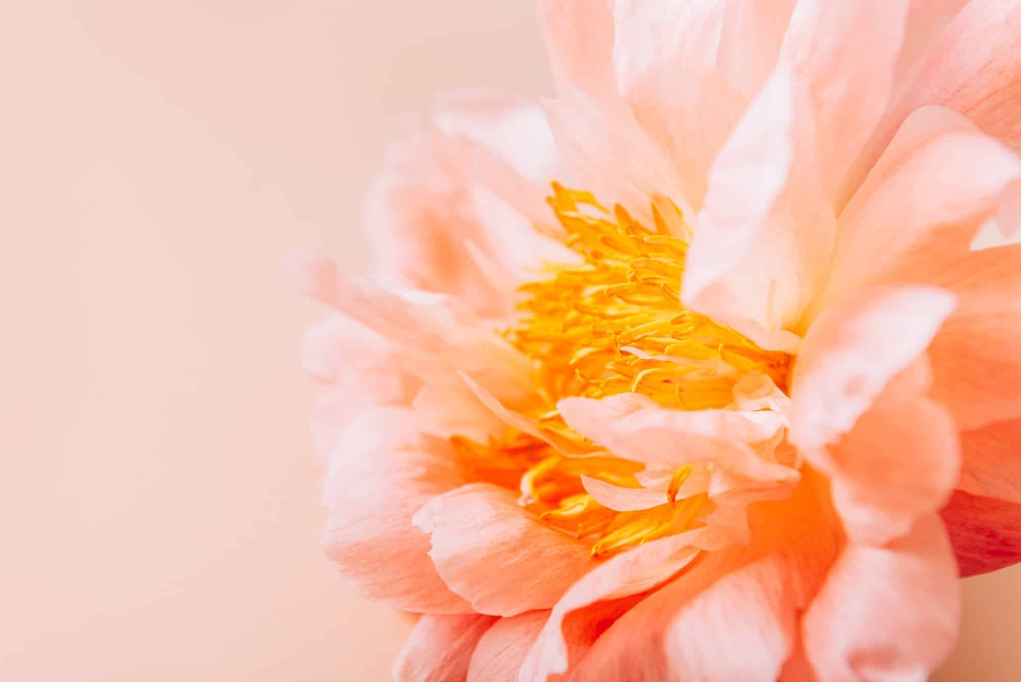 Pink Peony, simple elegance
