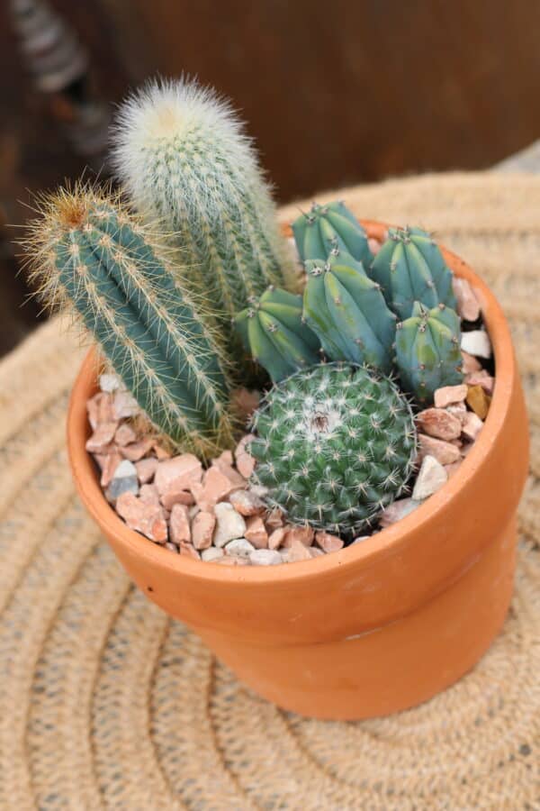 Composition cactus