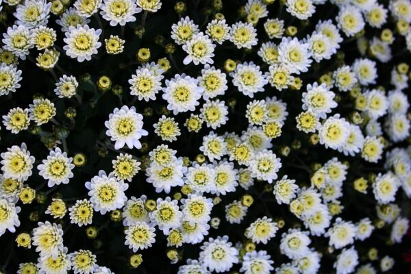 Chrysanthème pomponnette blanc "Toussaint"