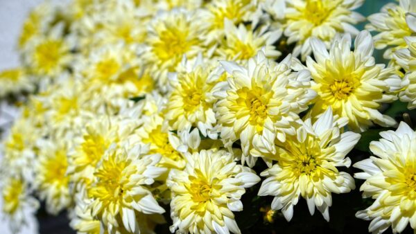 Chrysanthème pomponnette jaune "Toussaint"