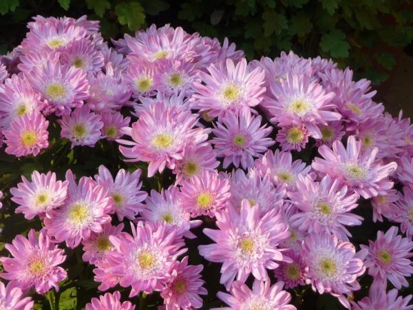 Chrysanthème pomponnette rose "Toussaint"
