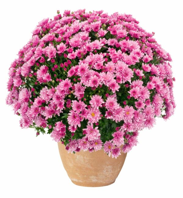 Chrysanthème pomponnette rose "Toussaint" – Image 2