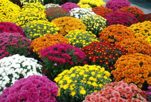 Chrysanthème pomponnette blanc "Toussaint" – Image 2