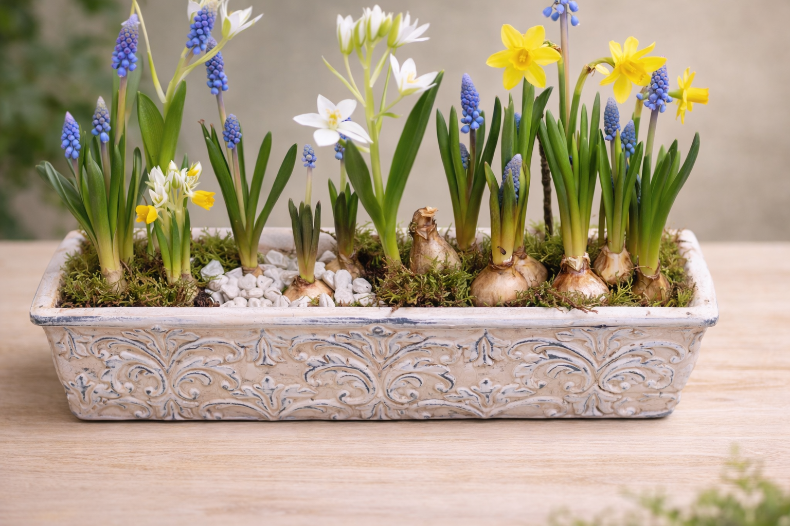 Composition de bulbes printaniers en jardinière décorative "vintage"