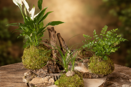 Arrangement végétal sur bois brut