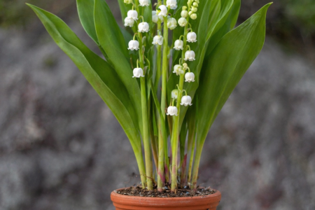 ChatGPT Image 28 avr. 2026, 11_34_08