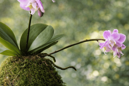 ChatGPT Image 5 févr. 2026, 10_26_26