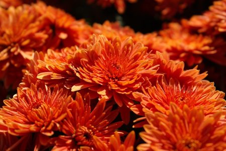 autumn-3605851_1280