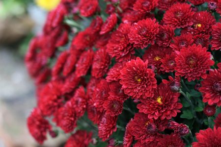 chrysanthemum-5236771_1280
