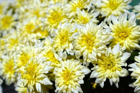 chrysanthemums-4523454_1280
