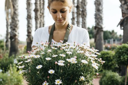 Female worker in a garden center holding a daisy plant