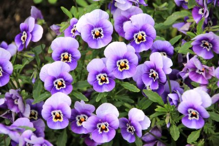 flowers-200270_1280