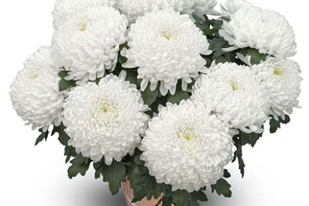 grosse fleur