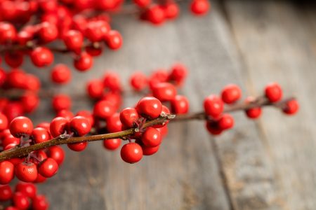 Holly berries