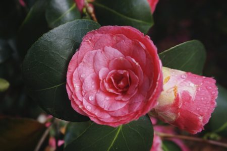 Japanese Camellia flower