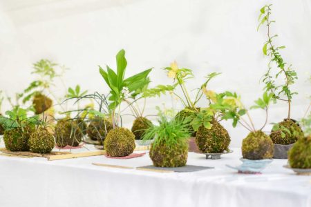 Kokedama balls with a few plants on a white table