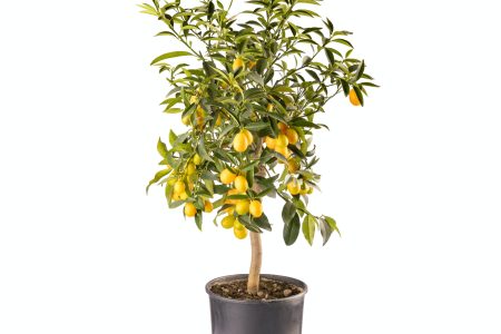 Kumquat or Citrus japonica plant