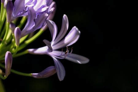 Purple agapanthus in the darkness