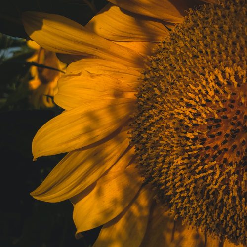 Sunflower with sunlight and shadows, dark photo of closeup yellow flower, summer in countryside